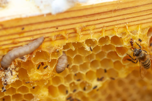 ABOUT WAX MOTH LARVAE
