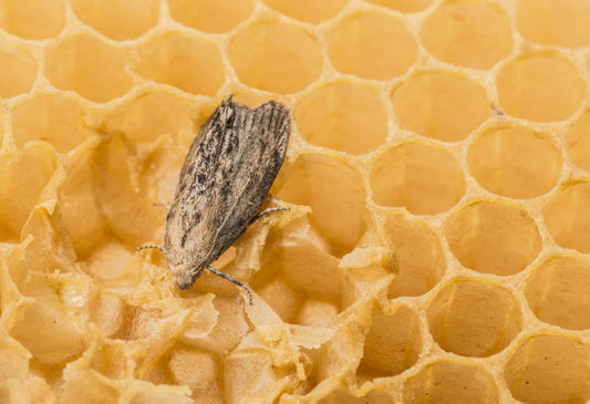 LIPASE, PROTEASE AND CHITINASE IN WAX MOTH LARVAE